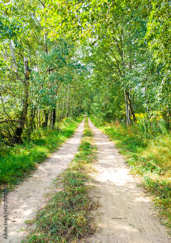 A beautiful road in a summer sunny green forest © Payllik