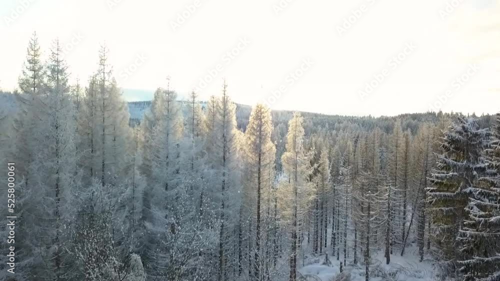 Aerial panorama around pine tree tops covered in snow during sunset in german winter forest. Golden hour drone shot Aerial panorama around pine tree tops covered in snow during sunset in german winter forest. Golden hour drone shot