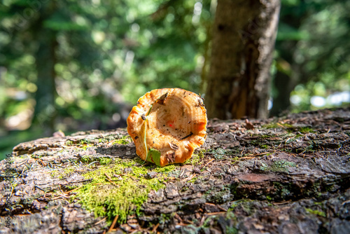 Mushrooms cut in the forest. Mushroom boletus edilus. Popular white mushrooms Boletus in the forest.