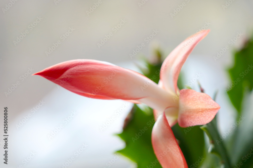 Blooming Decembrist on the window. A house plant, a flower that blooms in winter. Christmas or Schlumbergera.