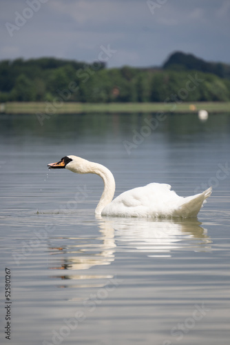 white swan on the lake