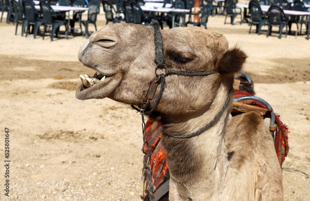 Obraz premium A humped camel lives in a zoo in Israel.