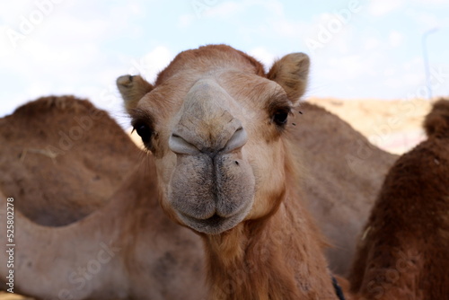 A humped camel lives in a zoo in Israel. © shimon