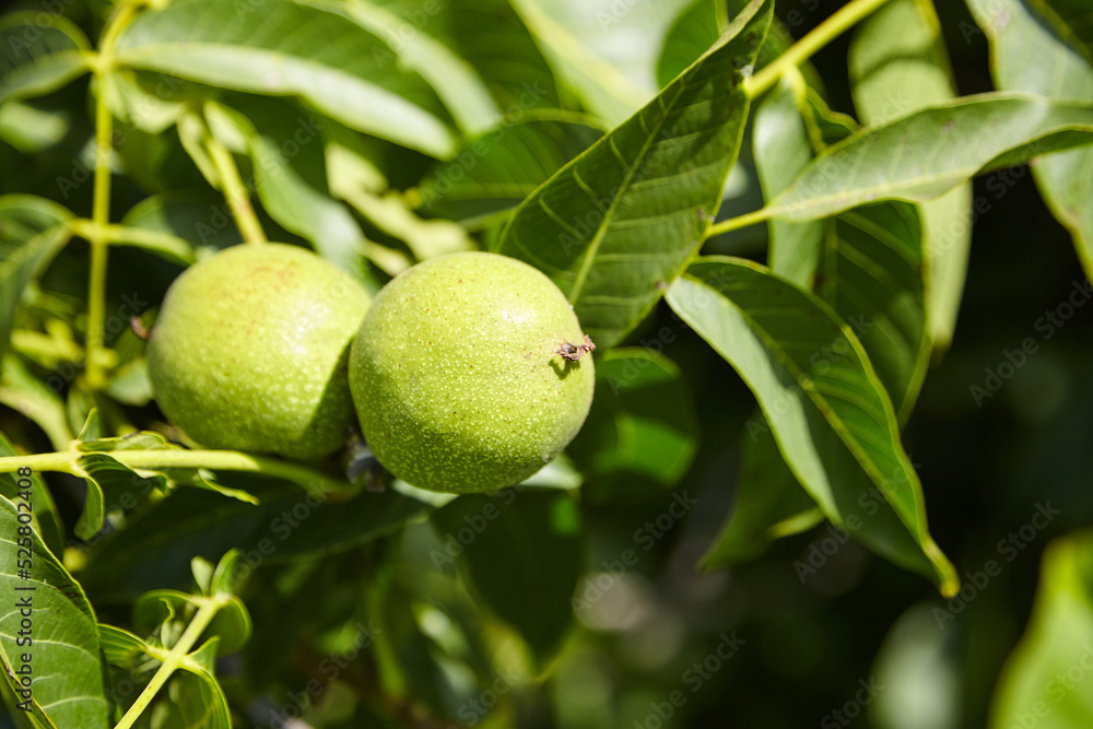 Walnut tree with walnut fruit in green pericarp