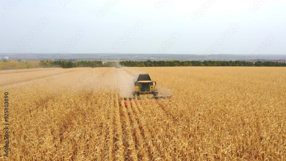 Aerial view of harvester gathering corn crop in farmland. Combine working on farm during harvesting. Beautiful countryside landscape with large field at background. Front view