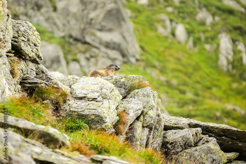 A marmot on the step rocks of the mountains. The alpine marmot (Marmota) is a large ground-dwelling squirrel. Wildlife photography in Fagaras Mountains from Romania.