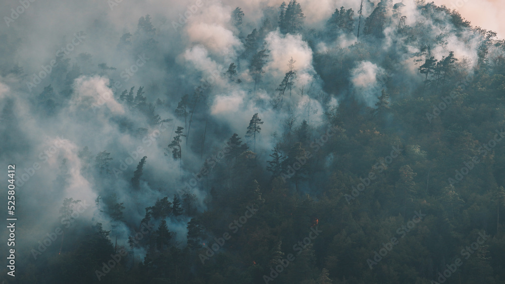 Obraz premium Fire in the forest. Strong fire and mist in the forest