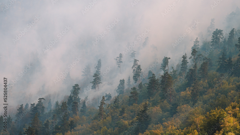 Fire in the forest. Strong fire and mist in the forest