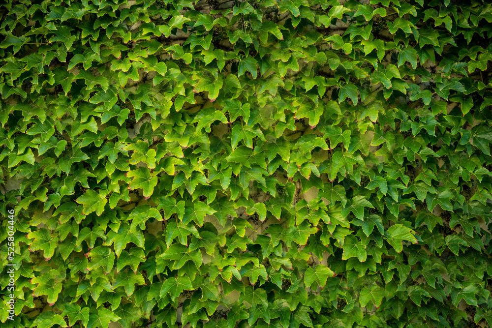 Natural green grass pattern Natural green grass pattern