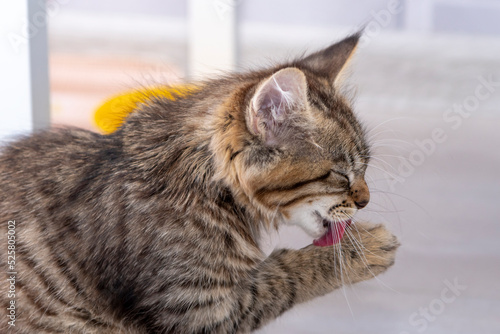A small kitten licks its paws at the window with its tongue.