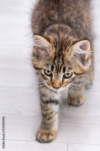 A small kitten walks awkwardly on the floor indoors. © Anelo