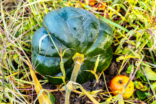 Butternut squash in the fall grown in an organic vegetable garden photo