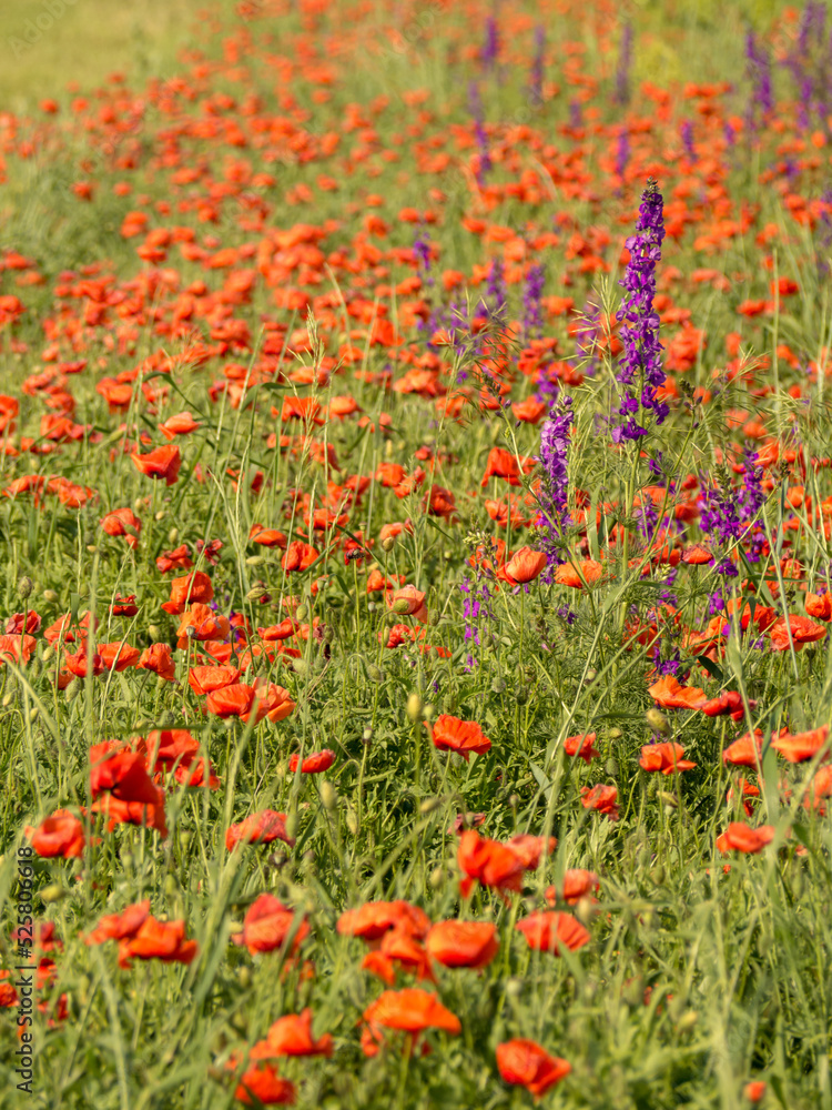 A summer meadow with red poppies and purple lupines. Colorful blooming summer meadow with red poppy flowers, spring background