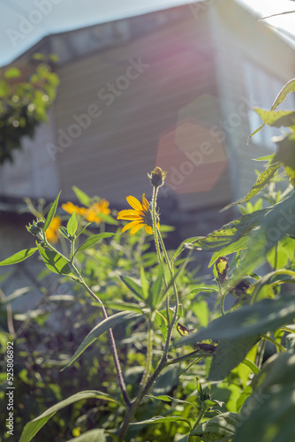 A yellow flower grows under the sun.