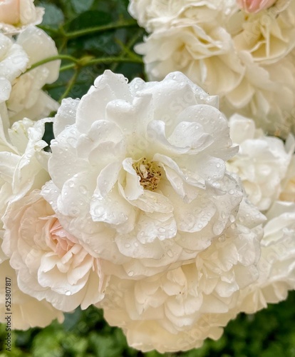 Weiße Rosen nach dem Regen