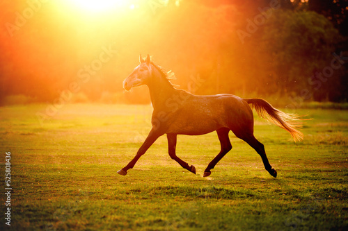 beautiful young grey horse trotting at sunset