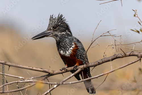 Tela A Giant Kingfisher (Megaceryle maxima) sitting on a branch with a droplet of wat
