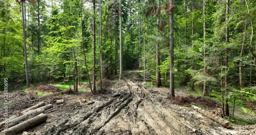 Logs of trees lie on the ground among green trees. Logging. Deforestation. Harvesting of wood, harvesting of firewood, cutting of forest.
