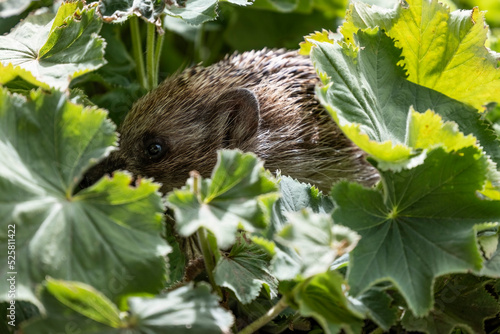 Hedgehog in the garden