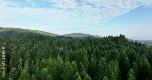 Aerial panoramic landscape with forest view. Green forest in the Carpathians, Europe