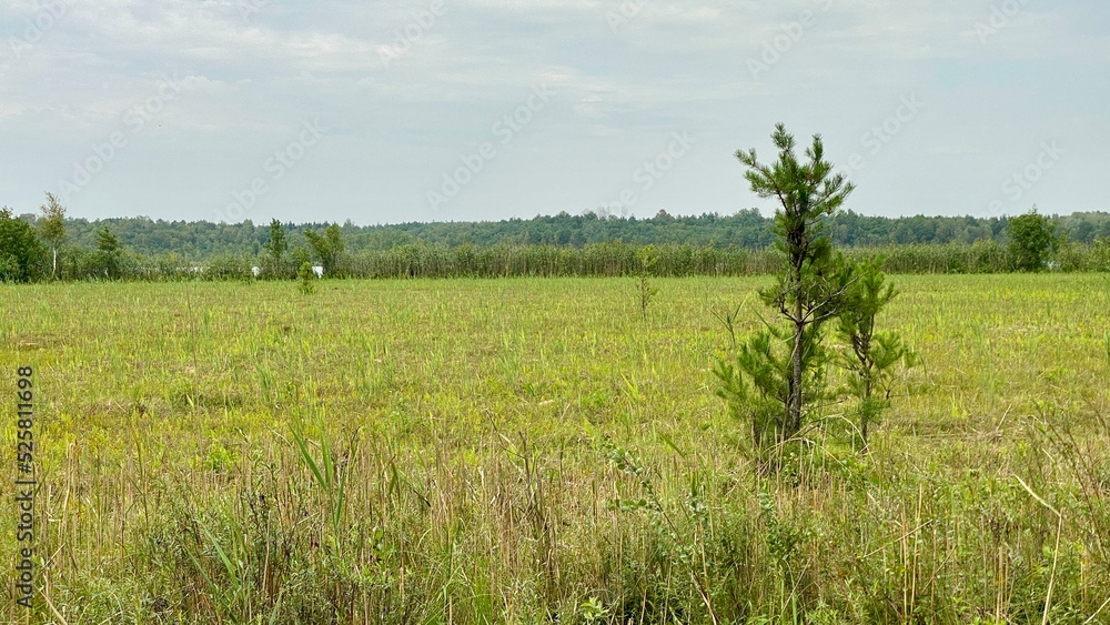 mixed forest growing wild in park scenic path