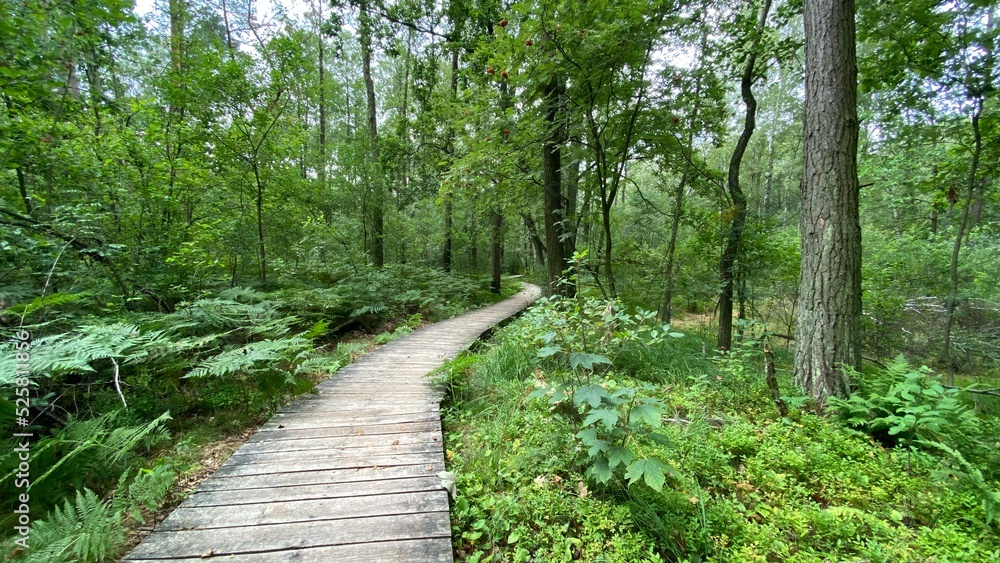 mixed forest growing wild in park scenic path mixed forest growing wild in park scenic path