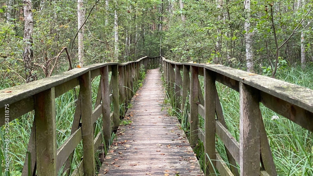 mixed forest growing wild in park scenic path mixed forest growing wild in park scenic path