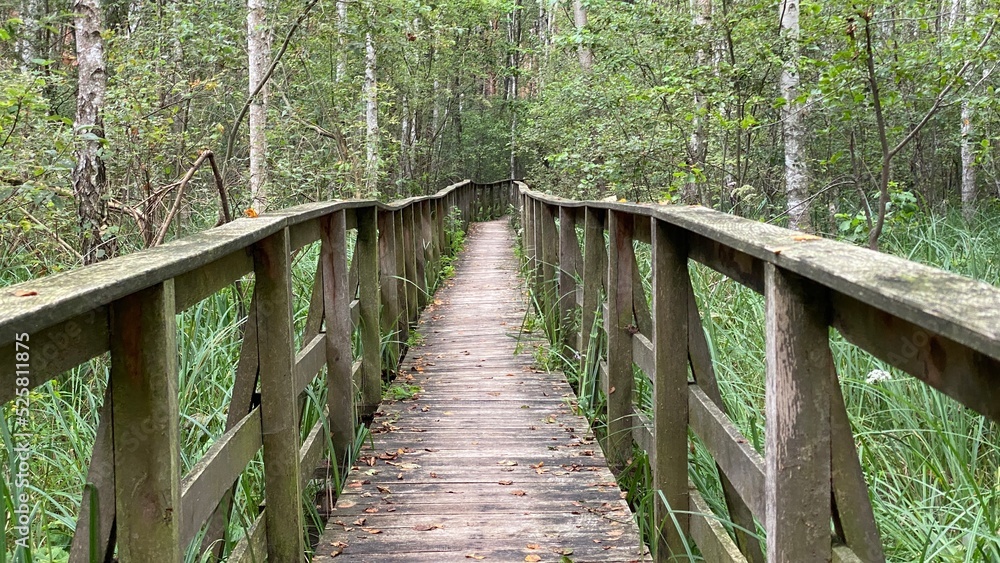 mixed forest growing wild in park scenic path