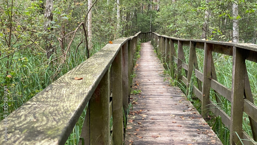 wooden footbridge passing through peat bog and swamp