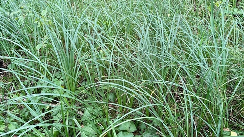 Carex nebrascensis is species of sedge that grows in swamps