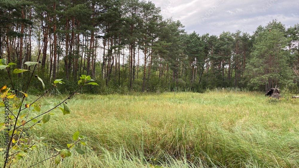 mixed forest growing wild in park scenic path mixed forest growing wild in park scenic path