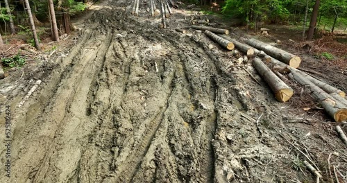 Coniferous tree logs lie on a dirt road among green trees in the forest. Logging.