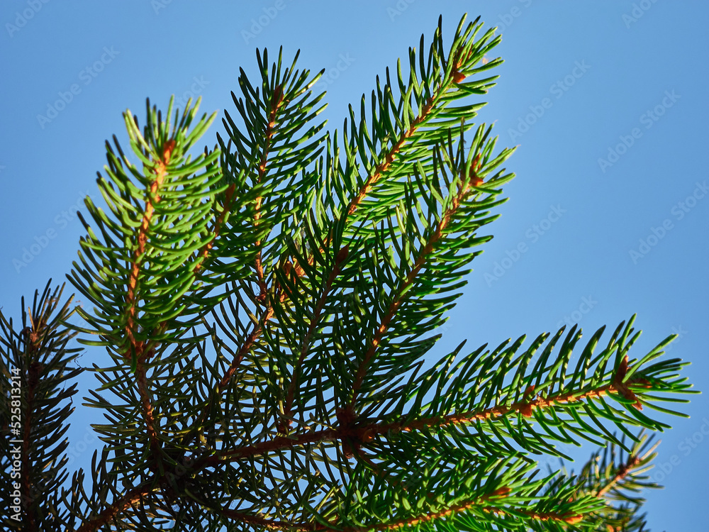 A sprig of evergreen spruce against a clear blue sky, photographed close-up, green needles, a simple beautiful still life A sprig of evergreen spruce against a clear blue sky, photographed close-up, green needles, a simple beautiful still life