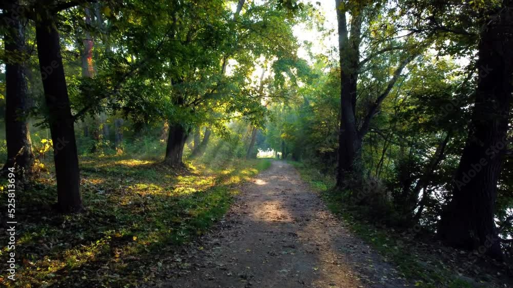 Movement in park on dirt path on summer morning. Sun shines through branches and green leaves. Forest on summer autumn morning. Man walking along path. Environmental protection, changing of climate Movement in park on dirt path on summer morning. Sun shines through branches and green leaves. Forest on summer autumn morning. Man walking along path. Environmental protection, changing of climate