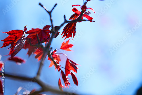 maple leaves over blue sky photo