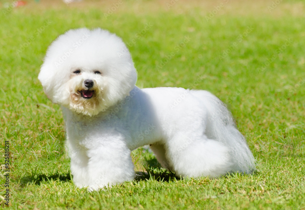 Profile view of a small beautiful and adorable bichon frise dog standing on the grass looking cheerful.