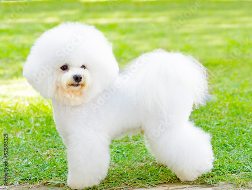 Fotografía Profile view of a small beautiful and adorable bichon frise dog standing on the grass looking cheerful