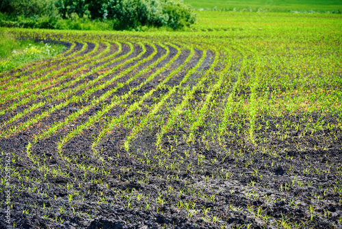 Corn crop on farm field. Grow and plant corn. Corn crop gardening. Cornfield, young sprouts growing in rows. Rows of young corn plants on farm field in the sun.