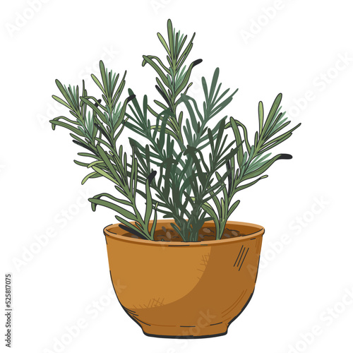 Wallpaper Mural Rosemary aromatic plant in flower pot, sketch hand drawn vector illustration isolated. Torontodigital.ca