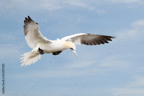 Obraz na plátne Northern gannet in flight against blue sky