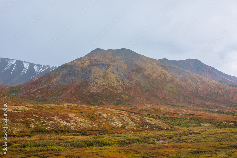 Motley autumn landscape with mountain top in rainy gray sky. Multicolor high hill top in faded autumn colors during rain. Wild lush shrubs on foot of hill close-up. Dramatic autumn mountain scenery.