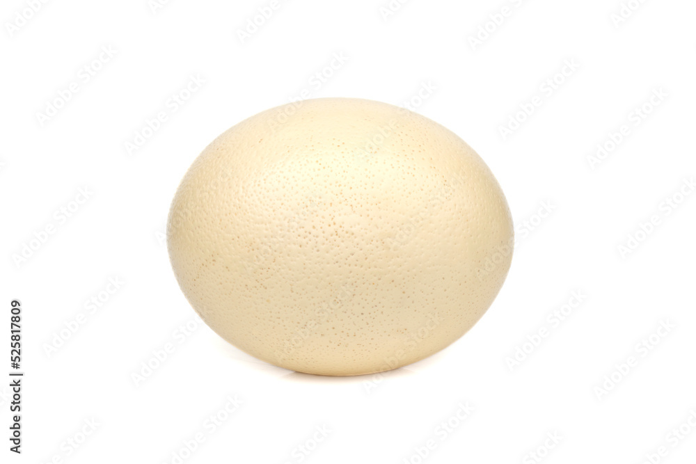 Image of ostrich egg isolated on white background. Image of ostrich egg isolated on white background.