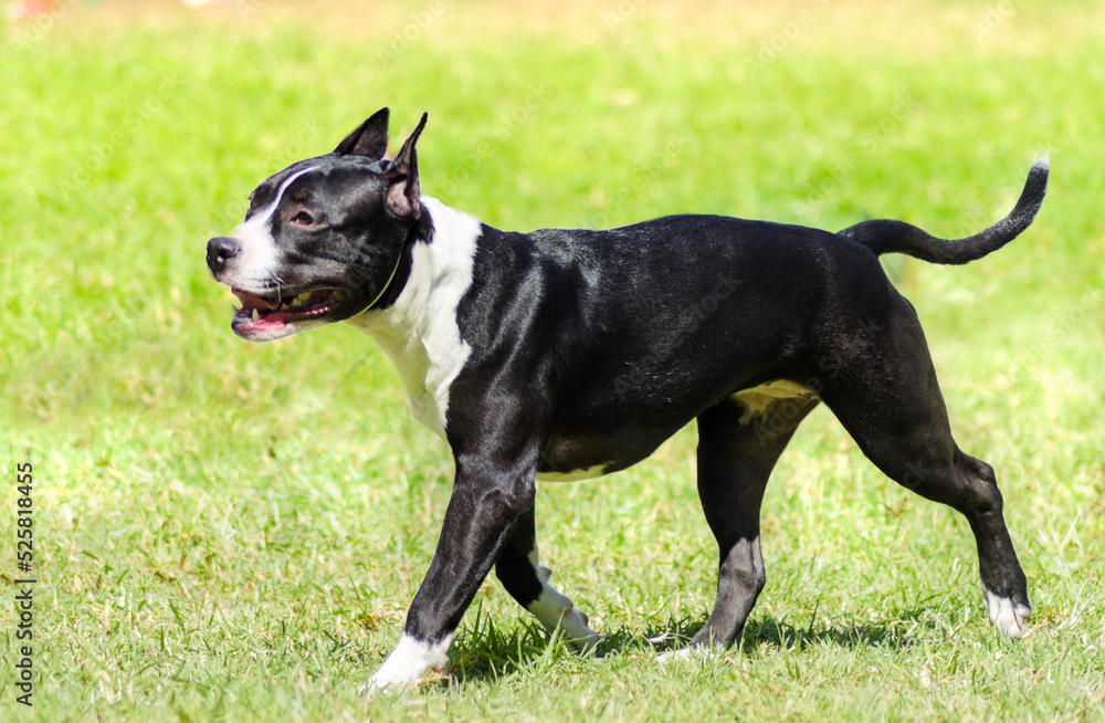 A small, young, beautiful, black and white American Staffordshire Terrier walking on the grass looking playful and cheerful. Its ears are cropped.
