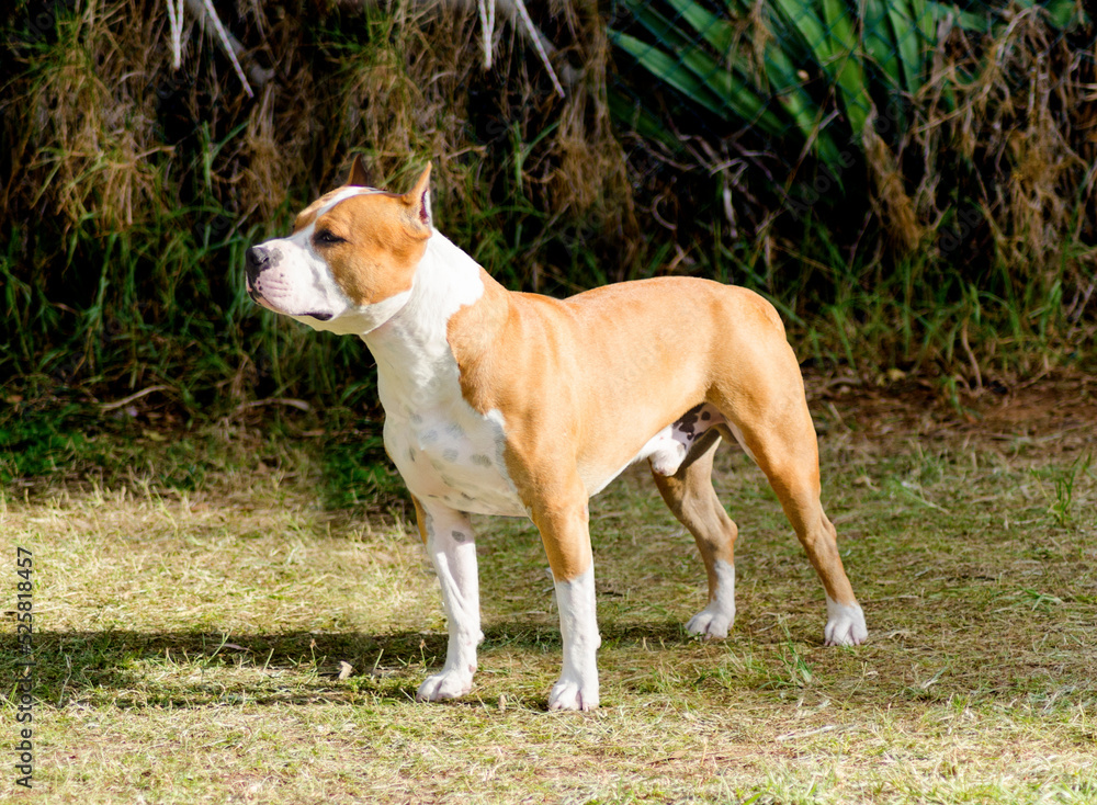 A small, young, beautiful, white and red sable American Staffordshire Terrier standing on the grass  looking playful and cheerful. Its ears are cropped.
