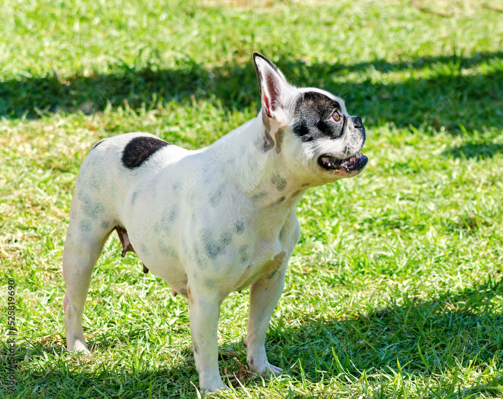 Profile of a Boston terrier dog standing outside on the grass looking happy