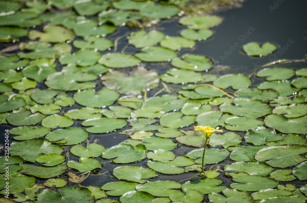 Yellow water lily flowers grow on water. Water lily leaves with small yellow flowers on the surface of the lake. Yellow water lily flowers grow on water. Water lily leaves with small yellow flowers on the surface of the lake.