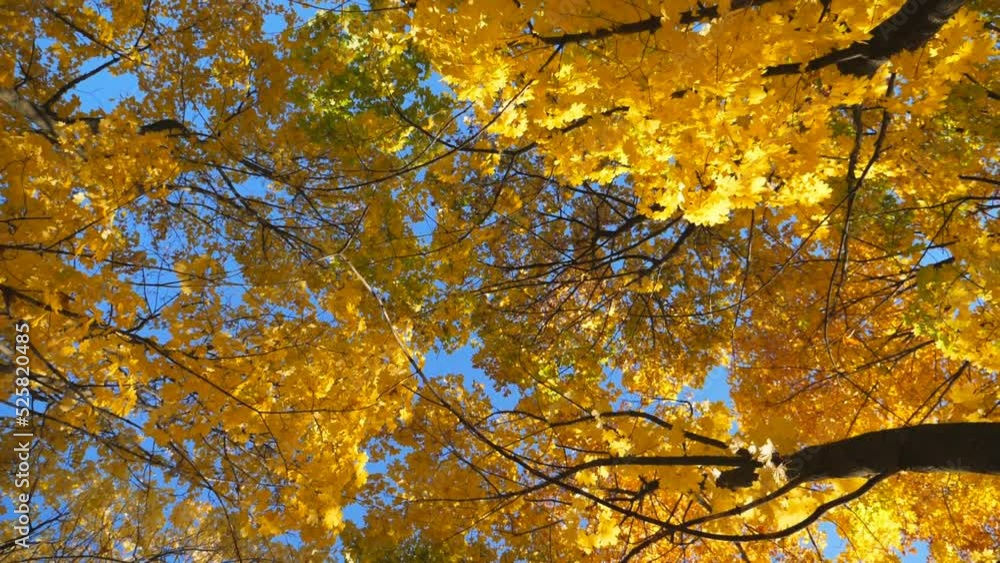 View to tree tops with yellow maple leaves with bright blue sky at background. Crowns of plants with lush foliage in autumn forest at sunny day. Beautiful colorful fall season. Rotation shot Slow mo View to tree tops with yellow maple leaves with bright blue sky at background. Crowns of plants with lush foliage in autumn forest at sunny day. Beautiful colorful fall season. Rotation shot Slow mo