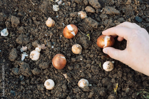 hands holding tulip bulbs before planting in the ground