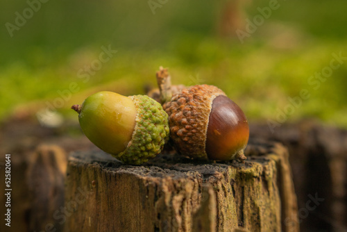 one green and one brown acorn on a tree stump