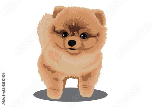 Pomeranian